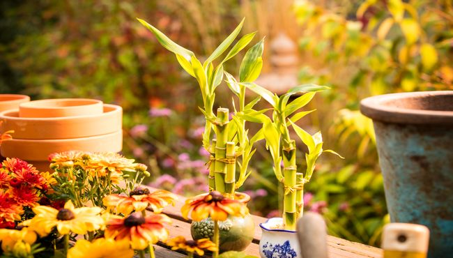 Gardening supplies sit on an outdoor wooden table