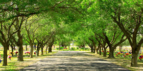 Cemetery grounds at Palm Valley Memorial Gardens