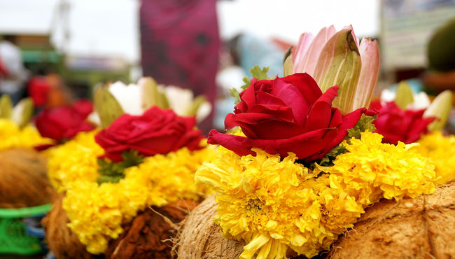 Hindu offering of coconuts and garland. 