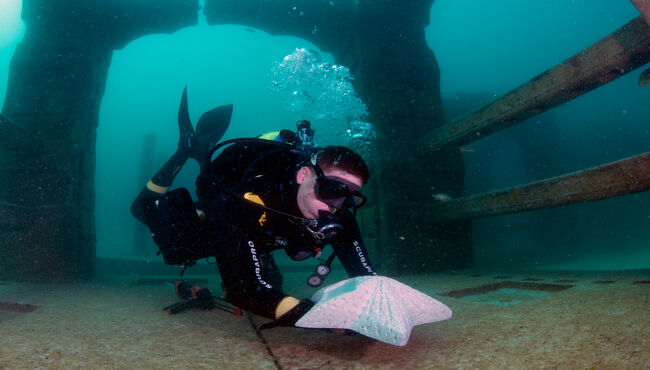 A diver places a custom cremation marker in Neptune Memorial Reef.