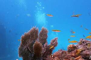 Underwater scenery at the Neptune Memorial Reef