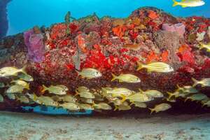 Underwater scenery at the Neptune Memorial Reef