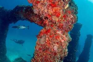 Underwater scenery at the Neptune Memorial Reef
