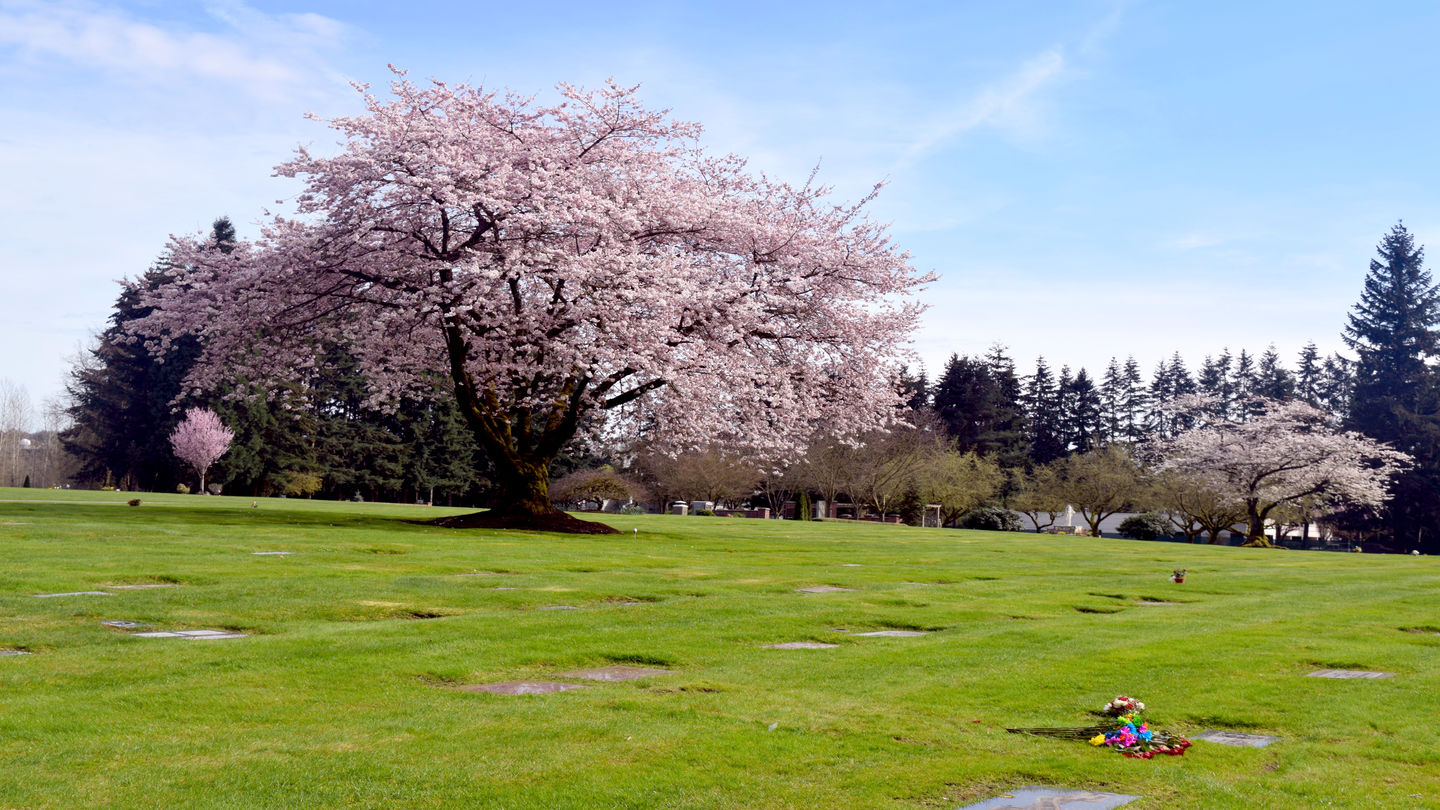 Cemetery grounds with trees in bloom at Cedar Lawns Memorial Park.
